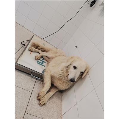 COMUNE DI CROTONE - Cane - Microchip 380260102247221