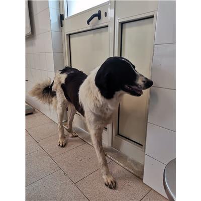COMUNE DI CROTONE - 380260102275261