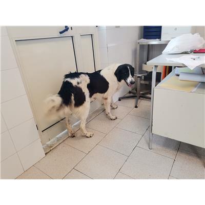 COMUNE DI CROTONE - Cane - Microchip 380260102275261