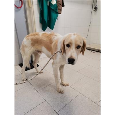 COMUNE DI CROTONE - Cane - Microchip 380260102275083