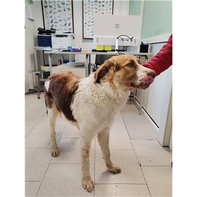COMUNE DI CROTONE - 380260102213554