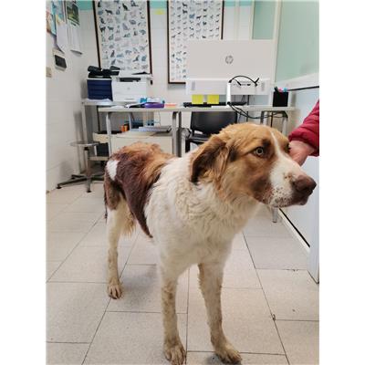 COMUNE DI CROTONE - Cane - Microchip 380260102213554