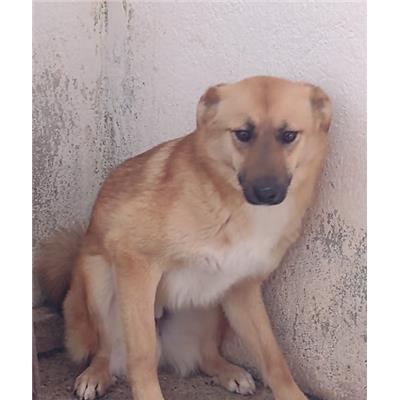 COMUNE DI ROCCABERNARDA - Cane - Microchip 380260102249506
