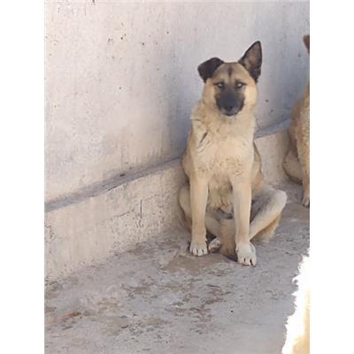 COMUNE DI ROCCABERNARDA - Cane - Microchip 380260102274927