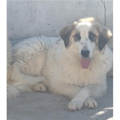 COMUNE DI ROCCABERNARDA - Cane - Microchip 380260102245897