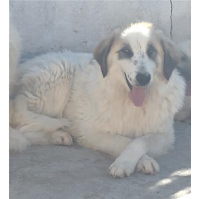 COMUNE DI ROCCABERNARDA - 380260102245897