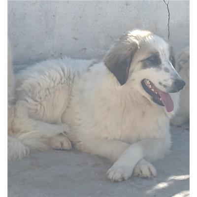 COMUNE DI ROCCABERNARDA - 380260102245897
