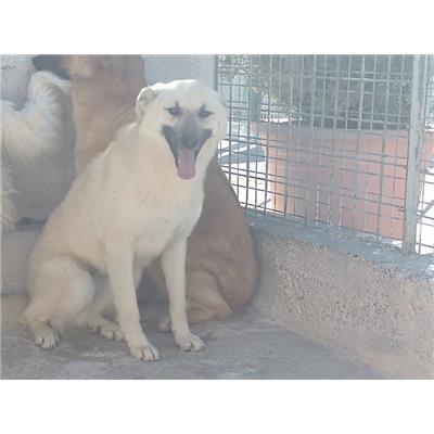 COMUNE DI ROCCABERNARDA - Cane - Microchip 380260102246557