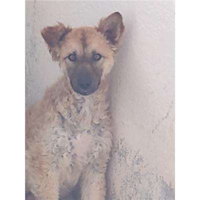 COMUNE DI ROCCABERNARDA - Cane - Microchip 380260102249120