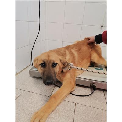 COMUNE DI ROCCABERNARDA - Cane - Microchip 380260102213571
