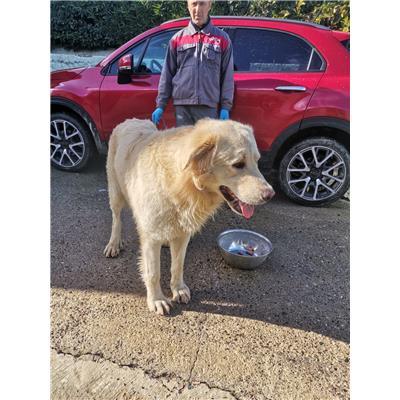 COMUNE DI ROCCABERNARDA - Cane - Microchip 380260102249202