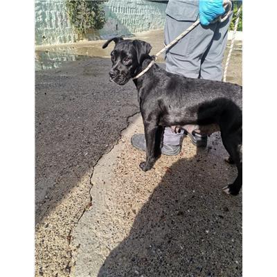 COMUNE DI ROCCABERNARDA - Cane - Microchip 380260102249421
