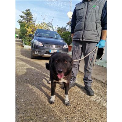 COMUNE DI ISOLA DI CAPO RIZZUTO - Cane - Microchip 380260102246259