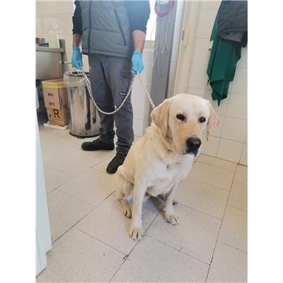 COMUNE DI ISOLA DI CAPO RIZZUTO - Cane - Microchip 380260102248819