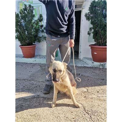 COMUNE DI ROCCABERNARDA - Cane - Microchip 380260102249514