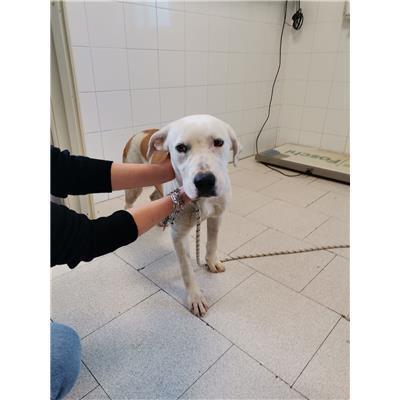 COMUNE DI CROTONE - Cane - Microchip 380260102246553