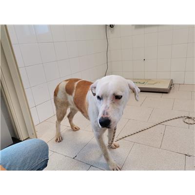 COMUNE DI CROTONE - 380260102246553