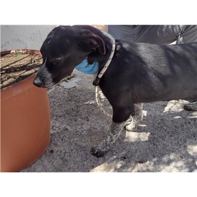 COMUNE DI ISOLA DI CAPO RIZZUTO - Cane - Microchip 380260102247267
