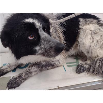 COMUNE DI ISOLA DI CAPO RIZZUTO - Cane - Microchip 380260102426776