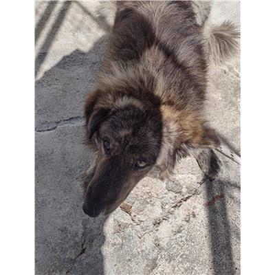 COMUNE DI ISOLA DI CAPO RIZZUTO - 380260102423627