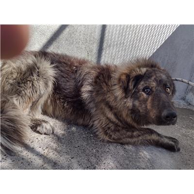 COMUNE DI ISOLA DI CAPO RIZZUTO - Cane - Microchip 380260102423627