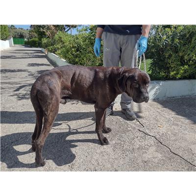 COMUNE DI ROCCABERNARDA - Cane - Microchip 380260102424505
