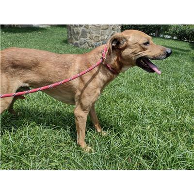 COMUNE DI ISOLA DI CAPO RIZZUTO - Cane - Microchip 380260102422321