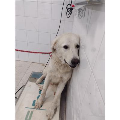 COMUNE DI ISOLA DI CAPO RIZZUTO - Cane - Microchip 380260102427572