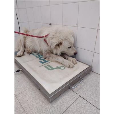 COMUNE DI ISOLA DI CAPO RIZZUTO - Cane - Microchip 380260102425964