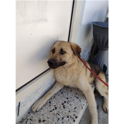 COMUNE DI ISOLA DI CAPO RIZZUTO - Cane - Microchip 380260102423168