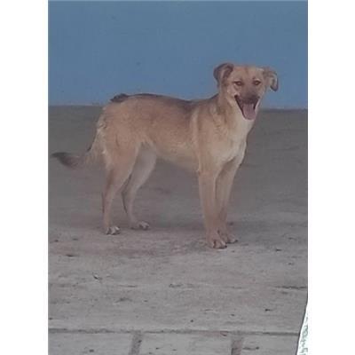 COMUNE DI ROCCABERNARDA - Cane - Microchip 380260102422710