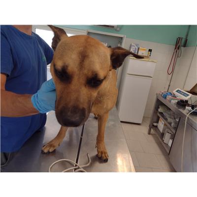 COMUNE DI ISOLA DI CAPO RIZZUTO - Cane - Microchip 380260102425145