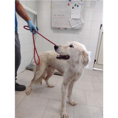 COMUNE DI CROTONE - 380260102424818