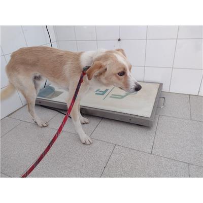 COMUNE DI ISOLA DI CAPO RIZZUTO - Cane - Microchip 380260102416469