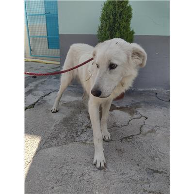 COMUNE DI CROTONE - 380260102587417