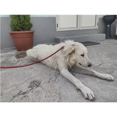 COMUNE DI CROTONE - 380260102587417