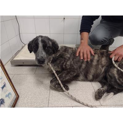 COMUNE DI CROTONE - 380260102555129