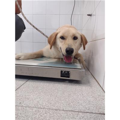 COMUNE DI CROTONE - Cane - Microchip 380260102554364