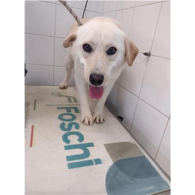 COMUNE DI CROTONE - Cane - Microchip 380260102555002