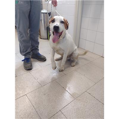COMUNE DI CROTONE - Cane - Microchip 380260102555018