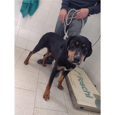 COMUNE DI CROTONE - Cane - Microchip 380260171044313