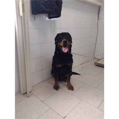 COMUNE DI CROTONE - Cane - Microchip 380260102555573