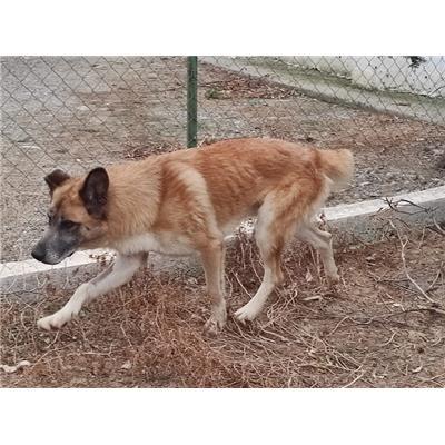 COMUNE DI CROTONE - Cane - Microchip 380260102627664