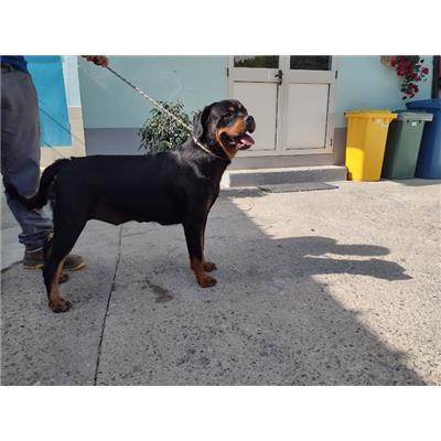 COMUNE DI CROTONE - Cane - Microchip 380260102628054