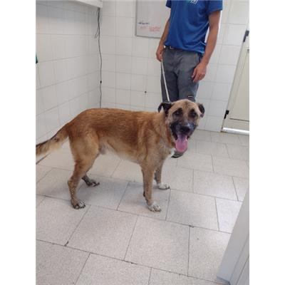 COMUNE DI CROTONE - Cane - Microchip 380260102627822