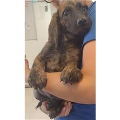 COMUNE DI CROTONE - Cane - Microchip 380260102610828