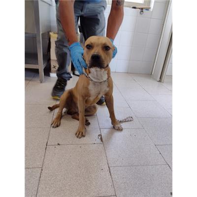 COMUNE DI CROTONE - Cane - Microchip 380260102587530