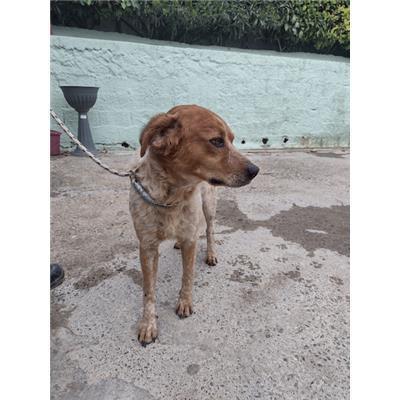 COMUNE DI CROTONE - Cane - Microchip 380260102554849