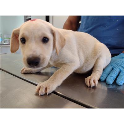 COMUNE DI CROTONE - Cane - Microchip 380260102627434