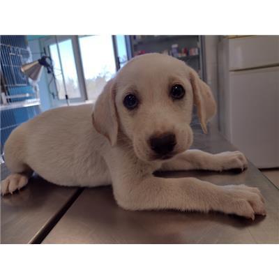 COMUNE DI CROTONE - Cane - Microchip 380260102627326